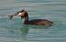 Grèbe huppé  - Patricia Marmeys Fatton