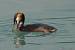 Grèbe huppé  - Patricia Marmeys Fatton