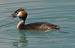 Grèbe huppé  - Patricia Marmeys Fatton