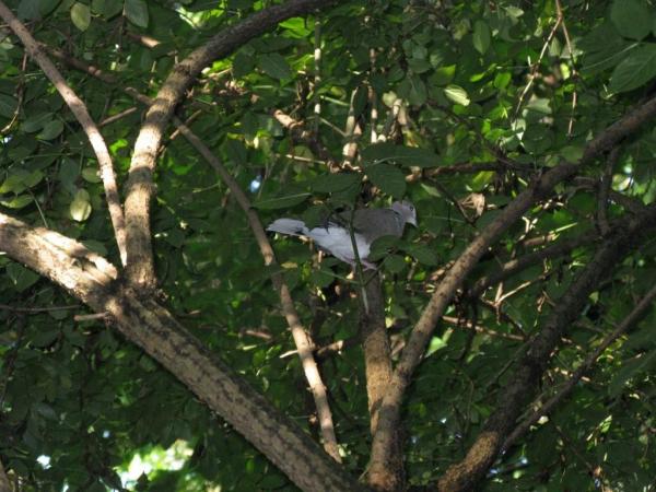 Tourterelle turque  - Christine Fanelli