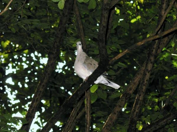 Tourterelle turque  - Christine Fanelli