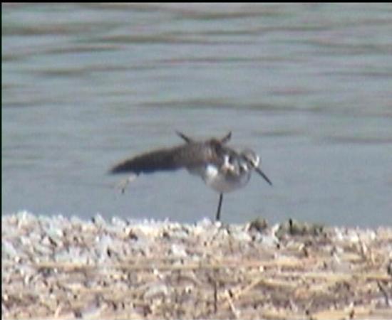 Chevalier aboyeur  - Kurt Anderegg