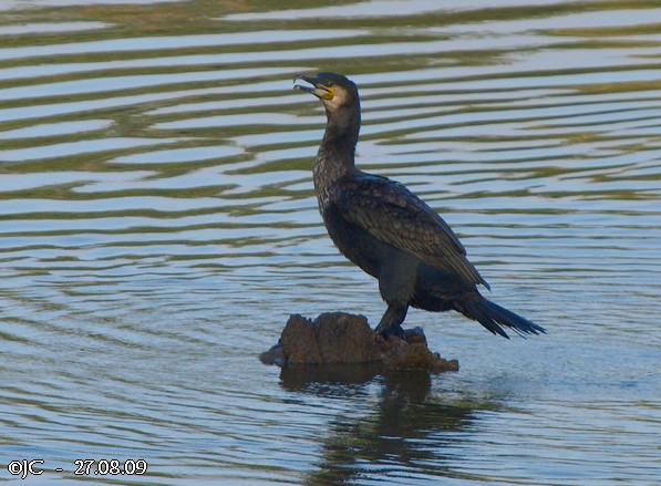 Grand Cormoran  - Patricia Marmeys Fatton