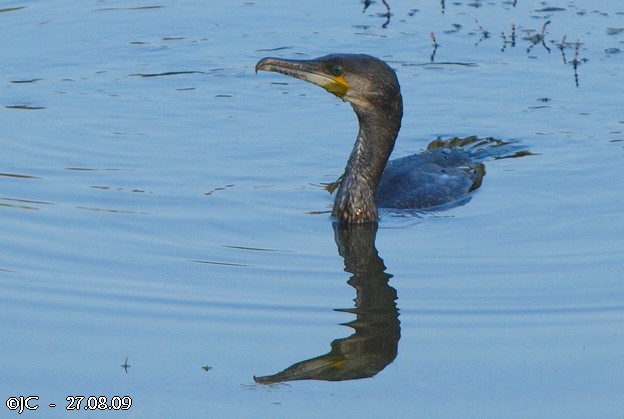 Grand Cormoran  - Patricia Marmeys Fatton