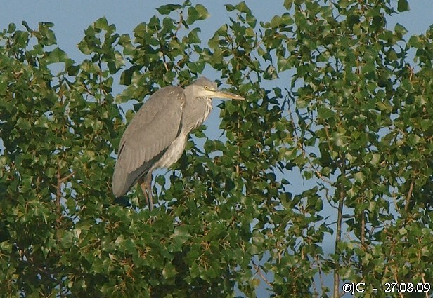 Héron cendré  - Patricia Marmeys Fatton