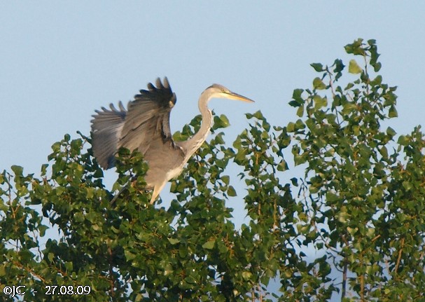 Héron cendré  - Patricia Marmeys Fatton