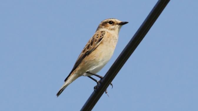 Tarier des prés  - Ken Billington