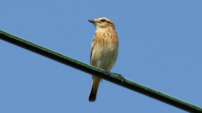 Tarier des prés  - Ken Billington