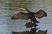 Grand Cormoran  - Patricia Marmeys Fatton
