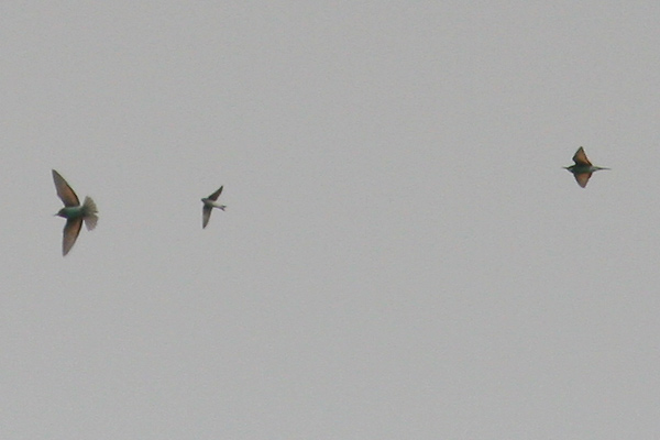 Guêpier d'Europe  - Martin Wettstein