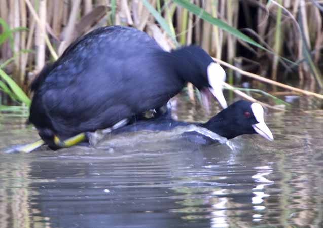 Foulque macroule  - Kurt Knechtli