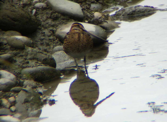 Bécassine des marais  - Stéphane Frei