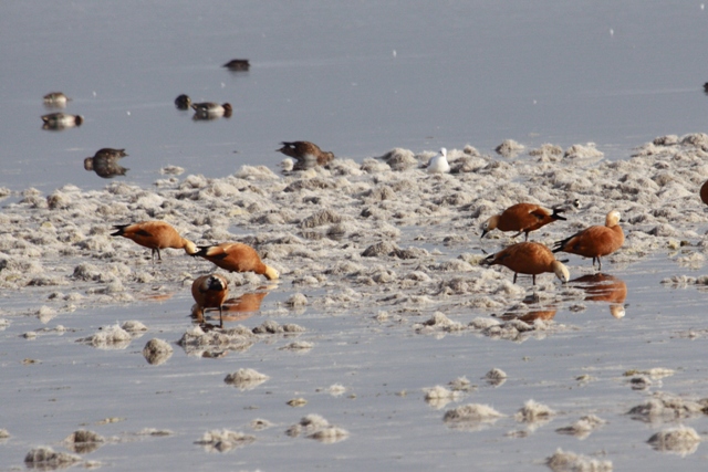 Tadorne casarca  - Fritz Sigg