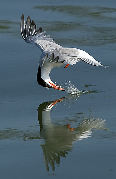 Sterne pierregarin  - Beat Walser