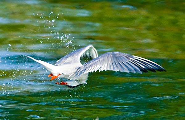 Sterne pierregarin  - Beat Walser