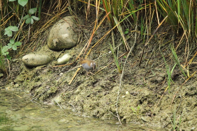 Râle d'eau  - Robert Patrick Inchauspé