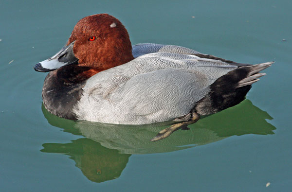 Fuligule milouin  - Eric Sauser