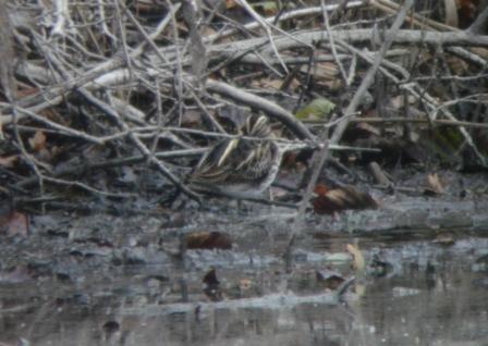 Bécassine sourde  - Thomas B. Schwaller