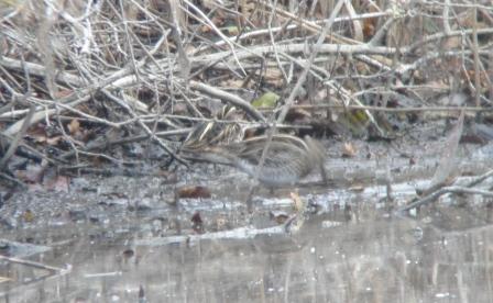 Bécassine sourde  - Thomas B. Schwaller