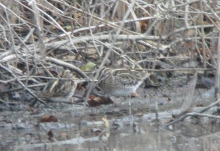 Bécassine sourde  - Thomas B. Schwaller