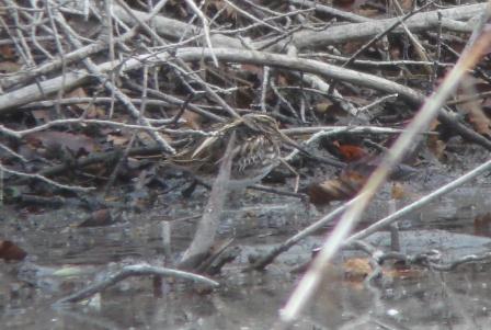 Bécassine sourde  - Thomas B. Schwaller