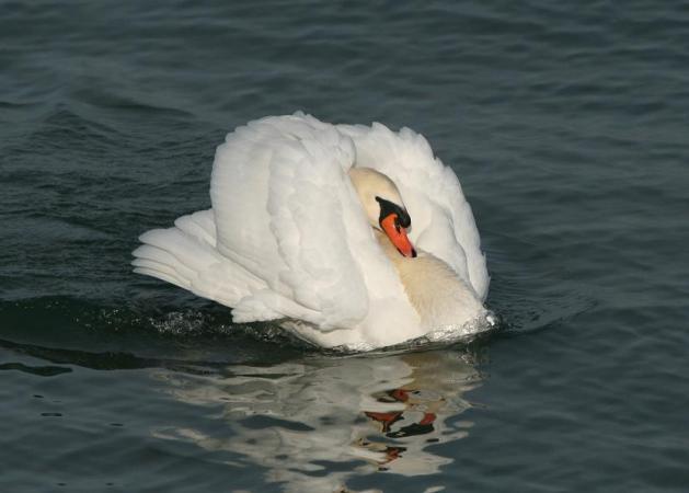 Cygne tuberculé  - Livio Rey