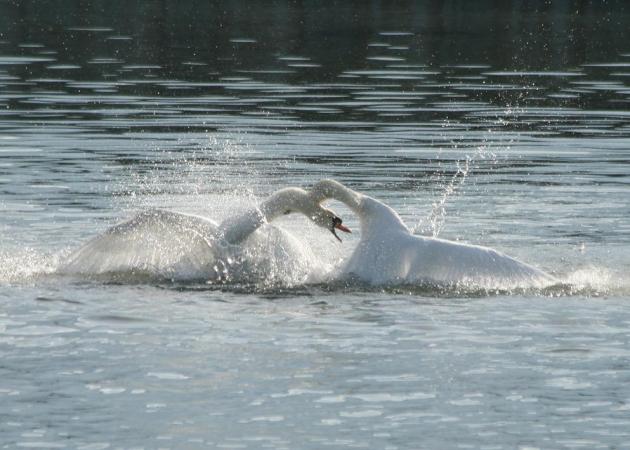 Cygne tuberculé  - Livio Rey