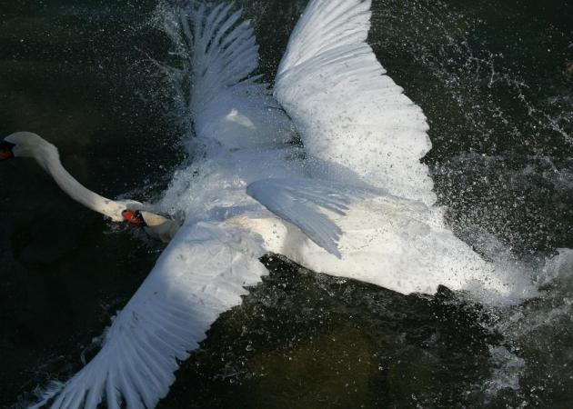 Cygne tuberculé  - Livio Rey
