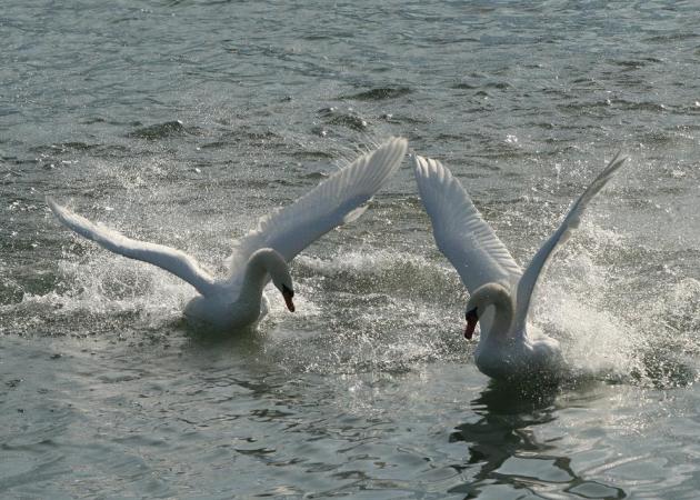 Cygne tuberculé  - Livio Rey