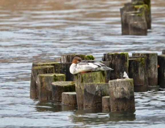 Harle bièvre  - Astrid Oehl