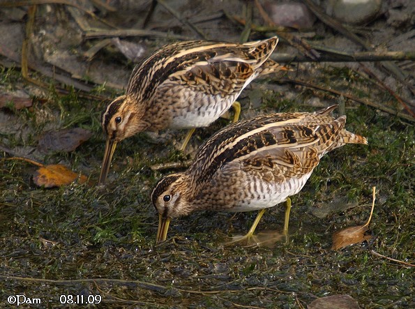 Bécassine des marais  - Patricia Marmeys Fatton