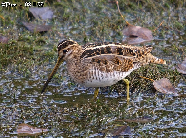 Bécassine des marais  - Patricia Marmeys Fatton