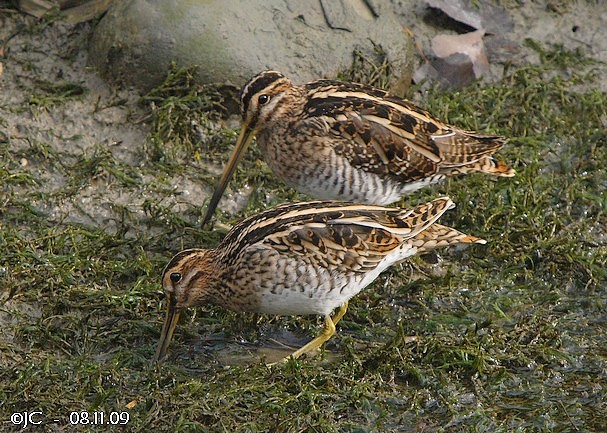 Bécassine des marais  - Patricia Marmeys Fatton