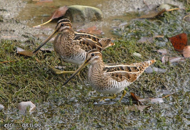 Bécassine des marais  - Patricia Marmeys Fatton
