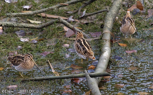 Bécassine des marais  - Patricia Marmeys Fatton