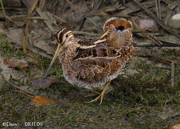 Bécassine des marais  - Patricia Marmeys Fatton