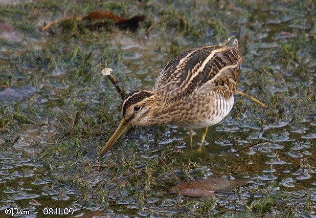 Bécassine des marais  - Patricia Marmeys Fatton