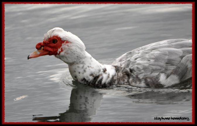 Canard de Barbarie  - Stephane Henneberg