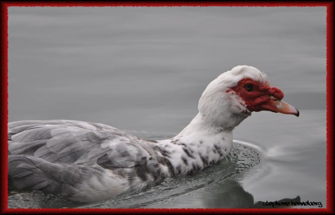 Canard de Barbarie  - Stephane Henneberg