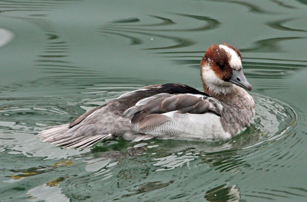 Harle piette  - Eric Sauser