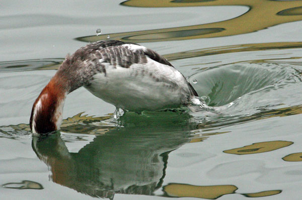 Harle piette  - Eric Sauser