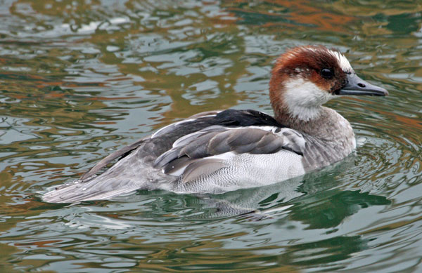 Harle piette  - Eric Sauser