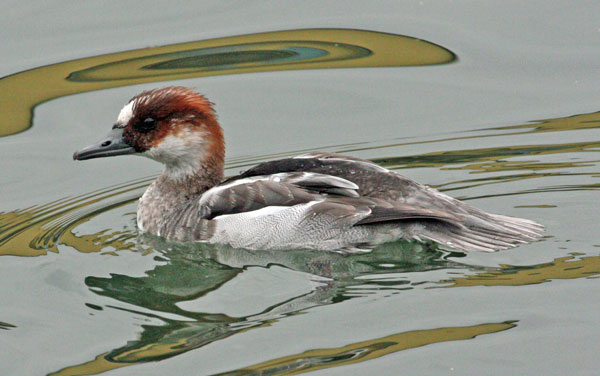 Harle piette  - Eric Sauser