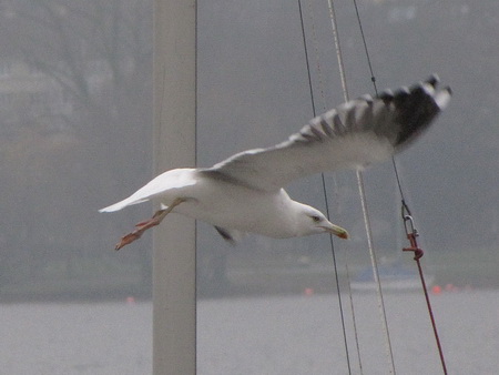 Goéland brun  - Ernst Weiss
