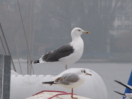Goéland brun  - Ernst Weiss