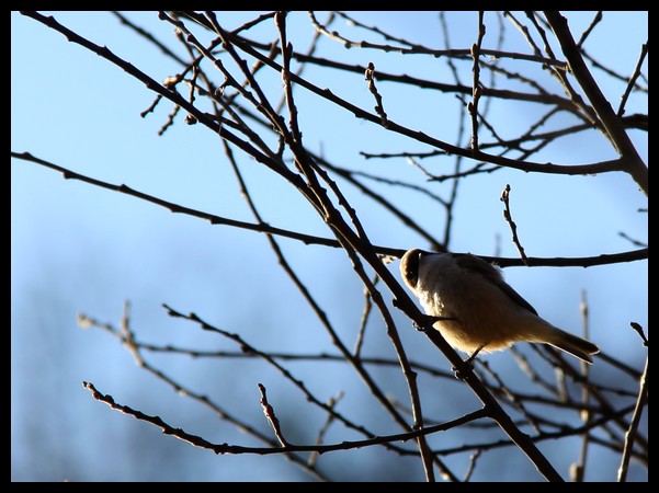 Rémiz penduline  - Arnaud Barras