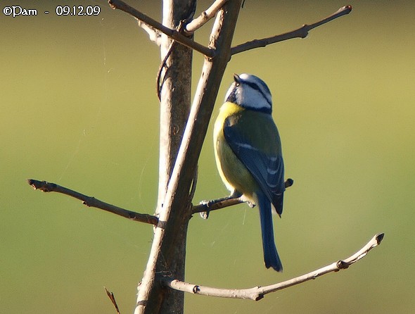 Mésange bleue  - Patricia Marmeys Fatton