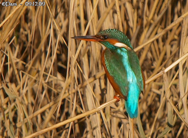 Martin-pêcheur d'Europe  - Patricia Marmeys Fatton