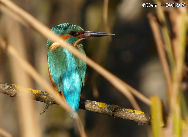 Martin-pêcheur d'Europe  - Patricia Marmeys Fatton