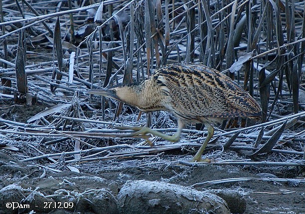 Butor étoilé  - Patricia Marmeys Fatton